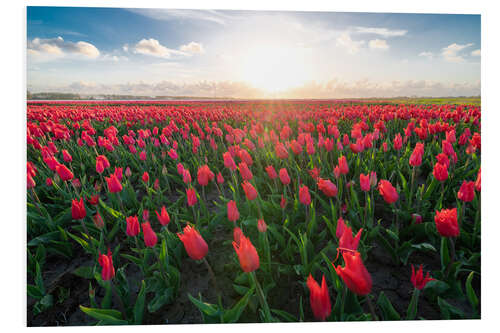 Foam board print Red tulip field and bright sun