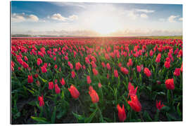 Gallery print Red tulip field and bright sun