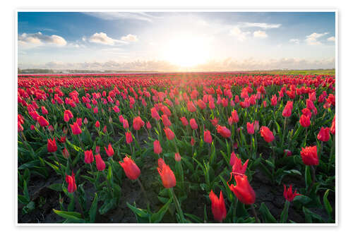 Poster Red tulip field and bright sun