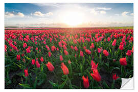 Autocolante decorativo Red tulip field and bright sun