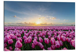 Tableau en aluminium Pink tulip fields at sunset