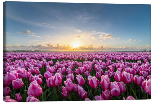 Leinwandbild Rosa Tulpenfelder bei Sonnenuntergang