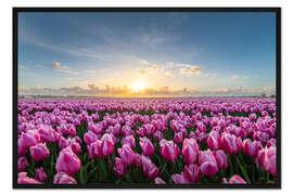 Gerahmter Kunstdruck Rosa Tulpenfelder bei Sonnenuntergang