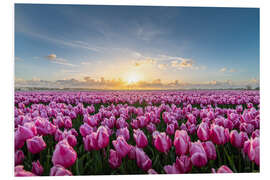 Foam board print Pink tulip fields at sunset