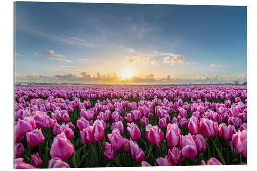 Galleriprint Pink tulip fields at sunset