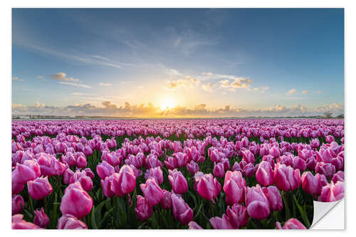 Autocolante decorativo Pink tulip fields at sunset