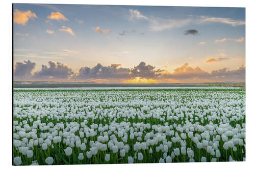 Aluminiumsbilde Field of white tulips at sunset