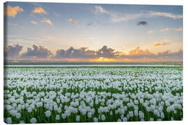 Leinwandbild Feld mit weißen Tulpen bei Sonnenuntergang