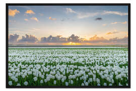 Gerahmter Kunstdruck Feld mit weißen Tulpen bei Sonnenuntergang