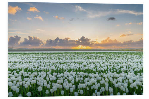 Foam board print Field of white tulips at sunset