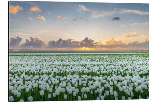 Gallery print Field of white tulips at sunset