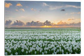 Galleriprint Field of white tulips at sunset