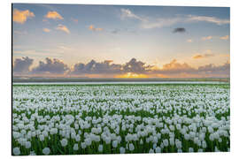 Magnettafel Feld mit weißen Tulpen bei Sonnenuntergang