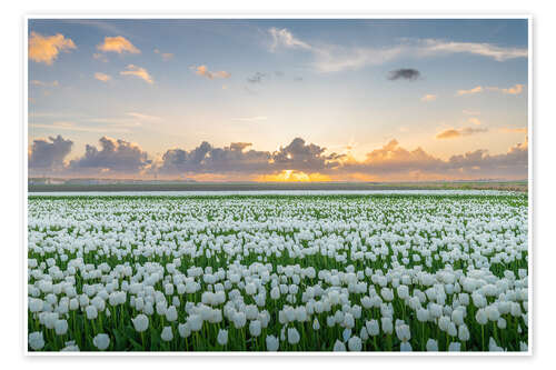 Poster Feld mit weißen Tulpen bei Sonnenuntergang