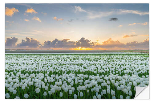 Sticker mural Field of white tulips at sunset