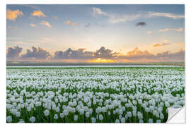 Autocolante decorativo Field of white tulips at sunset