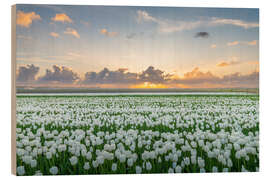 Holzbild Feld mit weißen Tulpen bei Sonnenuntergang