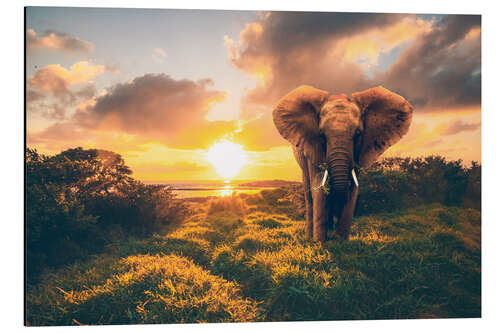 Cuadro de aluminio African elephant at sunset