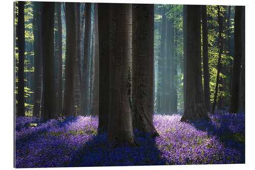 Gallery print Magical bluebell Forest