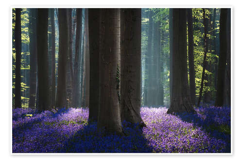 Plakat Magical bluebell Forest