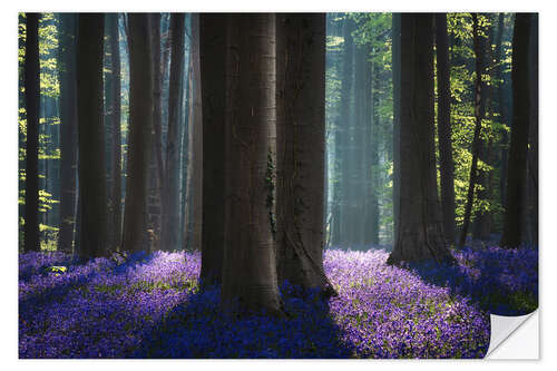 Selvklæbende plakat Magical bluebell Forest