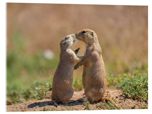 Acrylic print Prairie dogs embracing each other in Colorado, USA