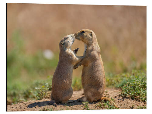 Aluminium print Prairie dogs embracing each other in Colorado, USA