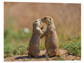 Foam board print Prairie dogs embracing each other in Colorado, USA