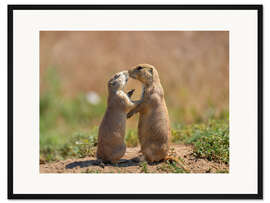 Gerahmter Kunstdruck Präriehunde, die sich umarmen, in Colorado, USA