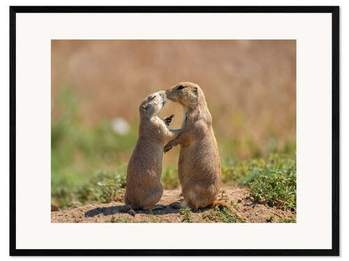 Ingelijste kunstdruk Prairie dogs embracing each other in Colorado, USA