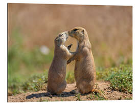 Gallery print Prairie dogs embracing each other in Colorado, USA