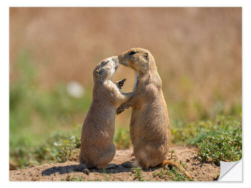 Naklejka na ścianę Prairie dogs embracing each other in Colorado, USA