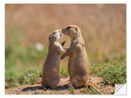 Sticker mural Prairie dogs embracing each other in Colorado, USA