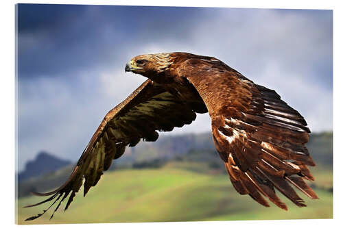 Acrylglasbild Steinadler