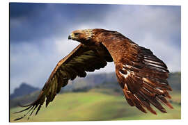 Aluminium print Golden Eagle