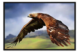 Gerahmter Kunstdruck Steinadler