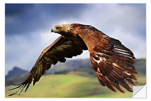 Wall sticker Golden Eagle