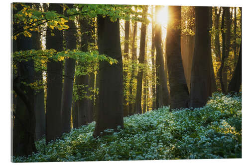 Acrylic print Blooming wild garlic at sunrise