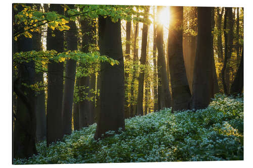 Aluminiumsbilde Blooming wild garlic at sunrise