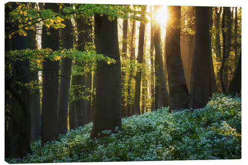 Stampa su tela Blooming wild garlic at sunrise