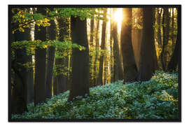 Gerahmter Kunstdruck Blühender Bärlauch im Sonnenaufgang
