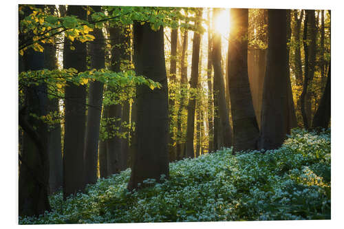 Obraz na PCV Blooming wild garlic at sunrise