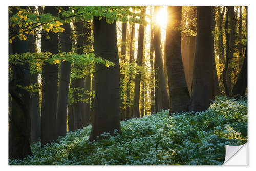 Vinilo para la pared Blooming wild garlic at sunrise
