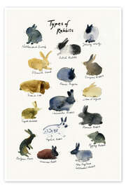 Poster Types of Rabbits