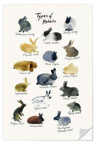 Naklejka na ścianę Types of Rabbits