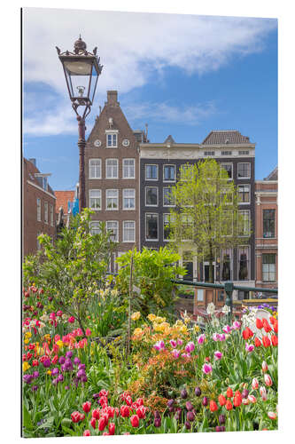 Quadro em plexi-alumínio Colourful flowers in Amsterdam, Netherlands