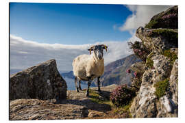 Aluminium print Sheep on the coast of Ireland