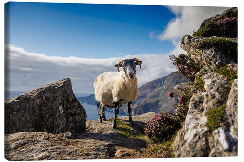 Stampa su tela Sheep on the coast of Ireland