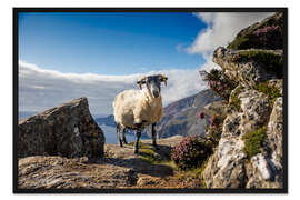 Gerahmter Kunstdruck Schaf an der Küste Irlands