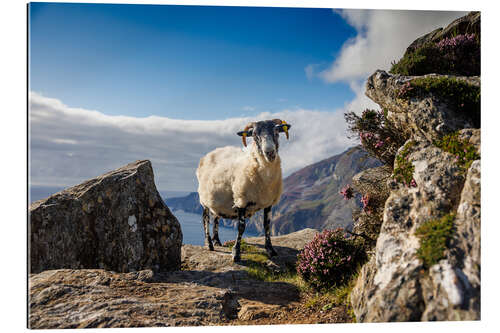 Tableau en plexi-alu Sheep on the coast of Ireland